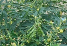 Kacang Gude, Sumber Pangan Potensial di Lahan Kering