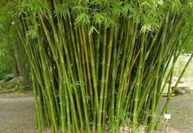 Belajar Makna Kehidupan dari Pohon Bambu