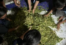 Sulap Limbah Kulit Kopi dan Rumput Gajah Jadi Nutrisi Premium Sapi Potong