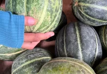 Ramadan Penuh Bekah, Penjualan Blewah Meroket hingga 350 Kilogram per Hari