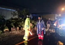 Respon Cepat Laporan 110, Polsek Mengwi Evakuasi Pohon Tumbang di Banjar Sayan