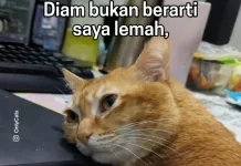 Begini Evolusi dan Sejarah Meme di Internet