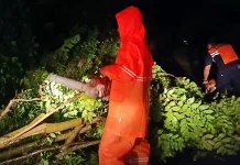 Cuaca Ekstrem, Jembrana Dikepung Pohon Tumbang