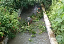 Respons Cepat Babinsa Batuaji Tangani Pohon Tumbang