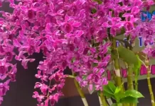Dendrobium, Anggrek Paling Populer untuk Hobi dan Bisnis
