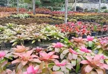 Bromelia, Membawa Nuansa Tropis ke dalam Hunian