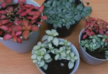 Tanaman Fittonia yang Menjadi Primadona Terarium Modern