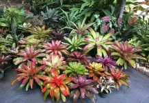 Mengenal Jenis-Jenis Bromelia, Si "Eksotis" yang Tangguh