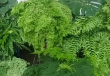 Tanaman Pakis, Keanggunan Klasik yang Membawa Suasana Hutan