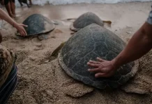 TCEC Serangan Tekankan Pemahaman Penggunaan Penyu dalam Upacara Adat di Bali