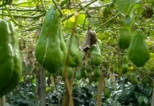 Labu Siam, Si Hijau Sederhana yang Menyimpan Banyak Manfaat