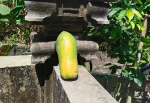 Manfaat Buah Pepaya bagi Kesehatan Tubuh