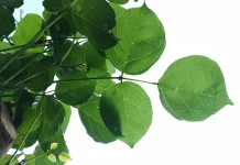 Daun Dadap Serep,  Tanaman Obat Tradisional yang Berkhasiat