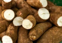 Singkong, Potensi Besar Pangan Murah Bergizi Tinggi