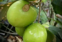 Ini Manfaat Bekul bagi Kesehatan Organ dalam