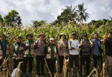 Kapolsek Blahbatuh Dukung Ketahanan Pangan Melalui Panen Jagung Bersama Petani