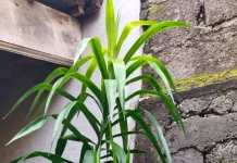 Daun Suji Pewarna Alami Olahan Makanan