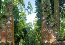 Kenali Lebih Dekat Hutan Alas Pala Sangeh dan Penghuninya