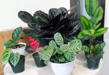 Pesona Calathea, Sang "Tanaman Berdoa" yang Menghidupkan Ruangan