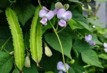 Kecipir, "Sayur Bersayap" yang Diminati sebagai Superfood Lokal