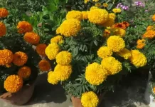 Marigold Si Emas Kaya Manfaat, Bukan Sekadar Penghias Taman