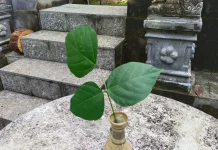 Makna Penggunaan Daun Dadap dalam Upacara Hindu