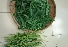 Tip Daun Singkong Tetap hijau Empuk