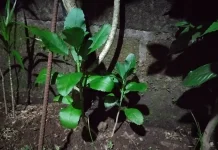 Manfaat Daun Sambung Nyawa yang Jarang Diketahui