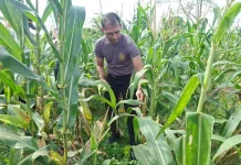 Polsek Klungkung Panen Jagung Manis, Dukung Ketahanan Pangan Nasional