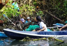 Relawan Kumpulkan Setengah Ton Sampah di Mangrove Batu Lumbang
