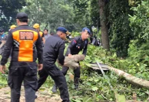 Sempat Macet, Dua Pohon Besar Tumbang di Jalur Denpasar-Gilimanuk