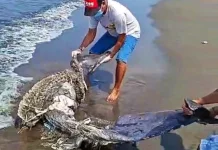 Diduga Daging Dipreteli, Bangkai Lumba-lumba Terdampar di Perancak