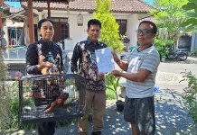 Balai KSDA Bali Evakuasi Elang Bondol dari Rumah Warga di Badung