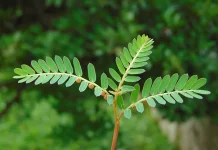 Daun Meniran Manfaat Penggunaan dan Efek Samping