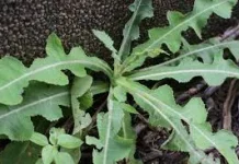 Kekuatan Alam, Manfaat Daun Tempuyung untuk Kesehatan