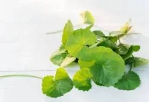 Daun Pegagan untuk Meningkatkan Daya Ingat