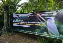 Upaya Pelestarian Satwa Endemik, 12 Ekor Curik Bali Dilepasliarkan