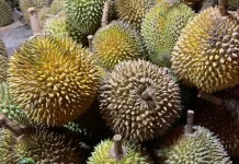 Durian, antara Manfaat dan Efek Samping Sang Raja Buah