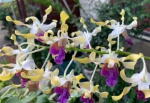 Mengenal Dendrobium Capung, "Mata Pelintir" yang Unik dan Eksotis