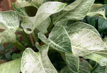 Menghadirkan Kemewahan Tropis, Menanam dan Merawat Philodendron Birkin