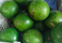 Buah Alpukat Kendil, Varietas Lokal dengan Cita Rasa Istimewa