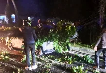 Timpa Dua Mobil, Pohon Tumbang di Jalur Denpasar-Gilimanuk