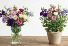 Lisianthus Bunga Cantik Mirip Mawar Semakin Populer