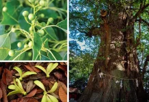 Pohon Kapur Barus Warisan Nusantara Kini Terancam Punah
