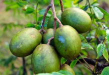 Kedondong Buah Asam Segar Kaya Nutrisi Alami