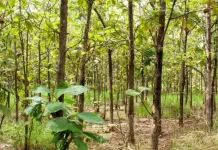 Pohon Jati Warisan Alam Bernilai Ekonomi Tinggi