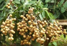Kelengkeng Buah Tropis Kaya Nutrisi