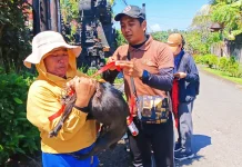 Tekan Kasus Rabies, 800 HPR di Jembrana Divaksinasi Massal