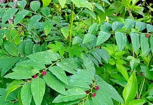 Daun Katuk Kaya Nutrisi dan Manfaat Kesehatan