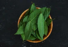 Daun Salam: Bumbu Dapur Kaya Manfaat Kesehatan